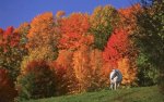 Williston, VT.jpg