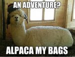 adventurous alpaca.jpg