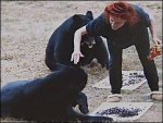 bearfeeding.jpg