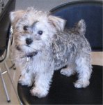 schnoodle_powers.jpg