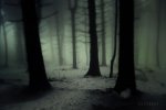 _dark_forest__by_janek_sedlar-d5pwom2.jpg