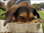 dog-eating-food_420x316.jpg