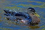 duck.jpg