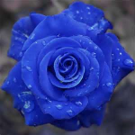 blue.png