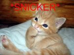 small_i7soldj8.jpg
