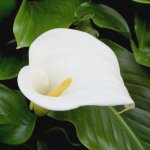 calla.jpg