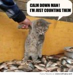 Funny-cat-counting-fish.jpg