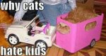 wpid-why-cats-hate-kids.jpg