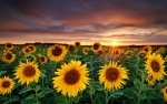 sunflower field (2).jpg