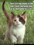 Cat Welcome.jpg