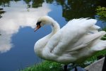 close-up swan.jpg