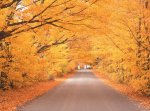 leaf foliage in Stowe.jpg
