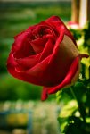 a red rose (2).jpg