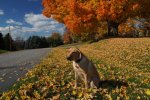 Piper the photo dog, Charlotte.jpg