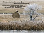 Isaiah 40v31 (2).jpg