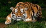 a Bengal tiger.jpg