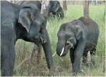 Asian elephants.jpg