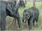 Asian Elephants.jpg