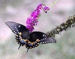 the-art-of-nature--photography-masters-cup-nomination-gerlinde-keating.jpg