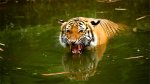 angry tiger.jpg