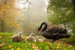 goose with goslings.jpg