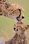 mother & baby cheetah.jpg
