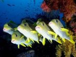 fishes (2).jpg