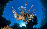 spiny fish.jpg