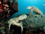 ocean_life_wallpapers_108.jpg