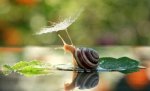 snail with dandelion umbrella.jpg