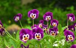 purple pansies.jpg