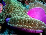 ocean-life-backgrounds1.jpg