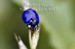 Ladybug Speak.jpg