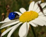 ladybug on daisy.jpg