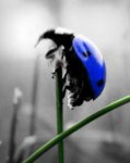 ladybug on leaf stalk.jpg