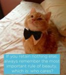 bowtie cat (2).jpg