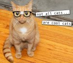 cool cats.jpg