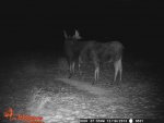 december bull moose 4.jpg