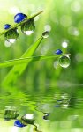 ladybugs on grass.jpg