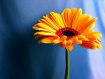 an orange daisy.jpg
