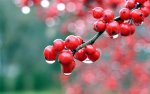 wallcoo.com_1920x1200_Widescreen_Wallpaper_nature_00224_berries_1920x1200.jpg