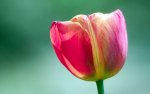 a tulip.jpg