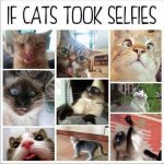 cat selfies.jpg