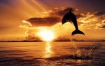 dolphin & sunset.jpg