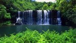 forest waterfall.jpg