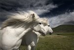 wild white horses.jpg