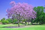 purple Jacaranda tree.jpg