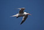 a tern.jpg