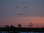 birds forming a smiley face.jpg