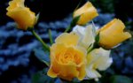 yellow roses.jpg